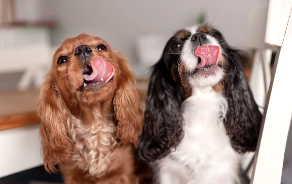 Bel Marin Animal Hospital Vets