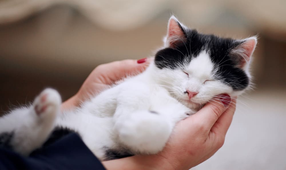 Veterinarian in Novato, CA